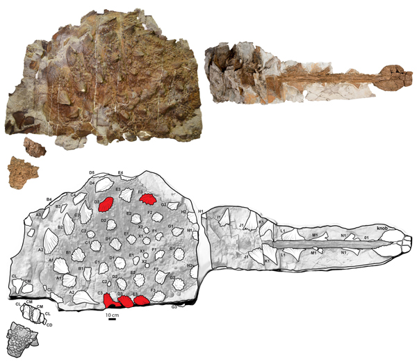Damaged osteoderms on the Zuul Holotype