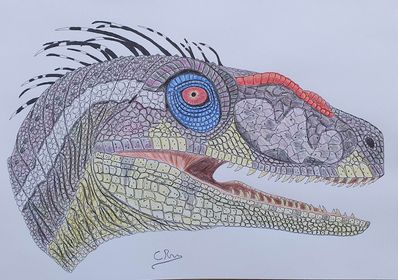 Illustration of a Velociraptor