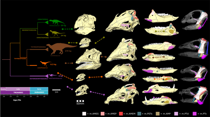 Plant-eating dinosaurs ate plants differently.