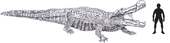 Deinosuchus scale drawing. Rebor Deinosuchus.