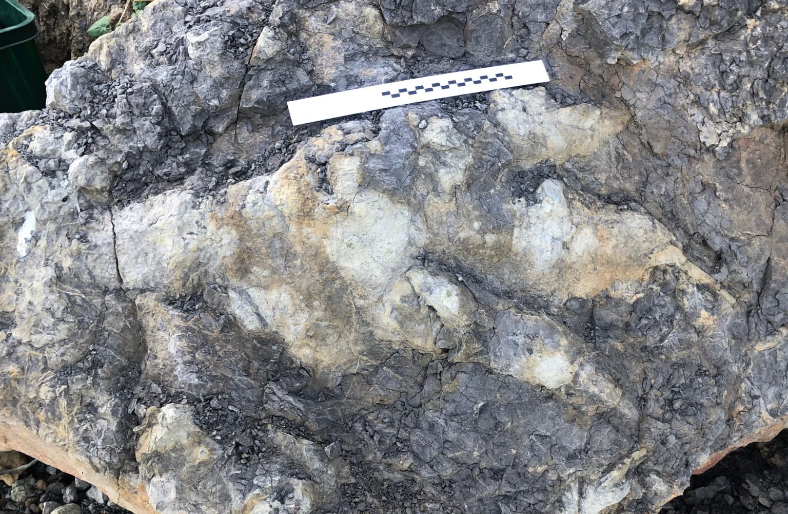 Giant Dinosaur Footprint Discovered in Yorkshire