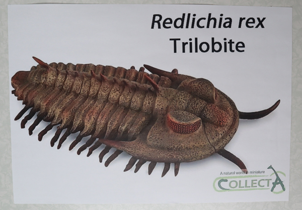 CollectA trilobite model.