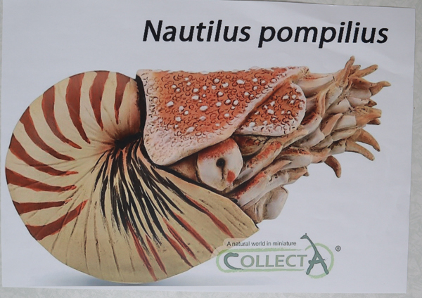 CollectA Nautilus model.