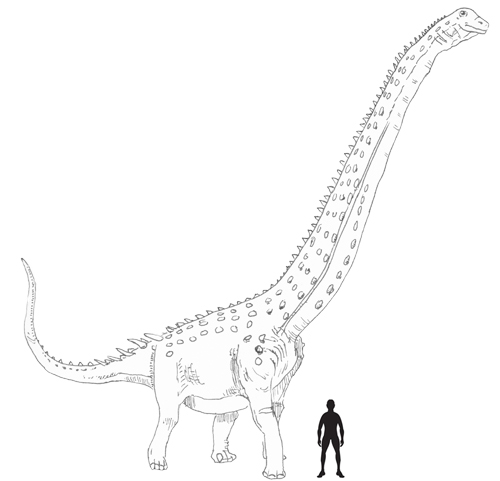 Ruyangosaurus scale drawing