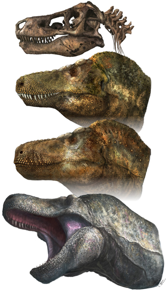 Tyrannosaurus rex skull and head reconstructions.