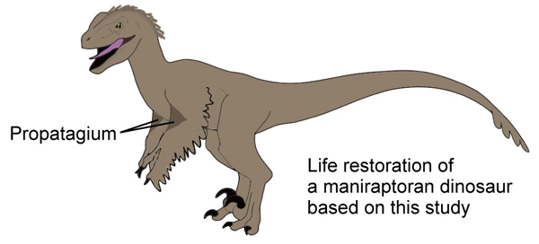 Life reconstruction of dromaeosaurid dinosaur showing propatagium.