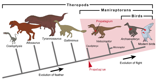 Evolution of the propatagium.