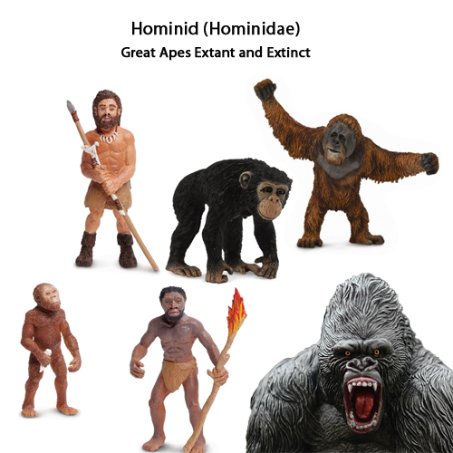 Hominin and Hominid