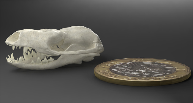 A digital model of a Hadrocodium skull.