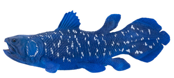 Coelacanth Fossil (Whiteia woodwardi) from theTriassic