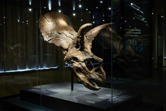 Triceratops Skull on Display