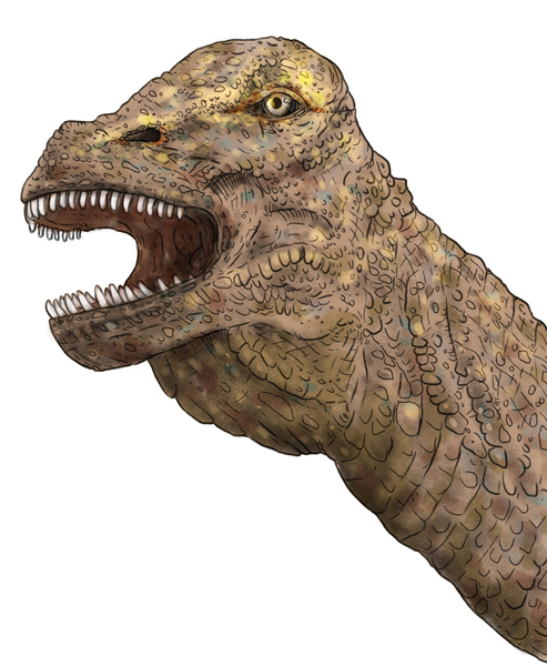 A Life Reconstruction of the titanosaur head (Diamantinasaurus matildae).