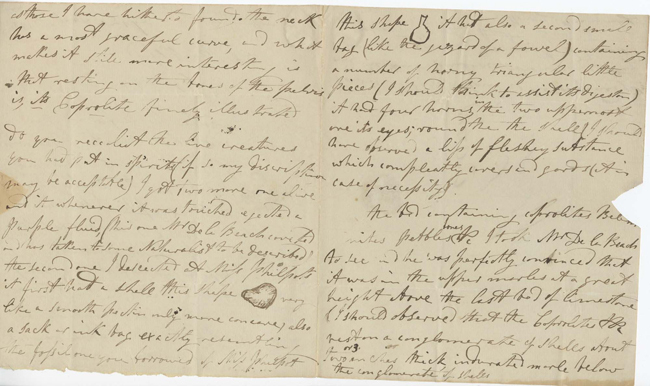 Mary Anning Letter to William Buckland.