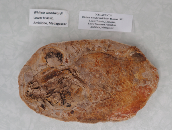 Coelacanth fossil.