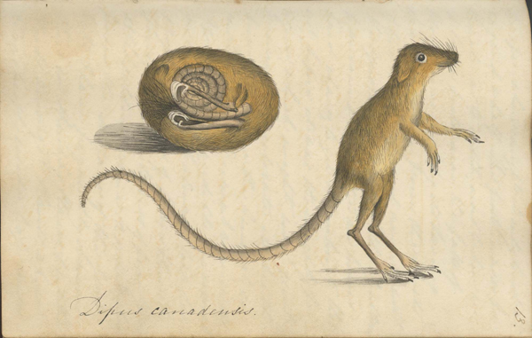Mary Morland and an illustration of a jumping mouse.