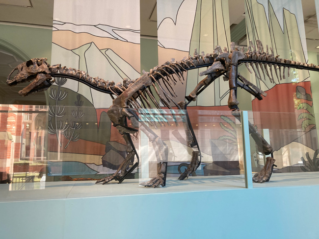 Tenontosaurus dinosaur fossil on display at the Manchester Museum.