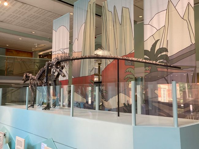 A Tenontosaurus dinosaur fossil on display.