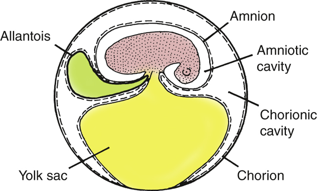 Amniote egg diagram.