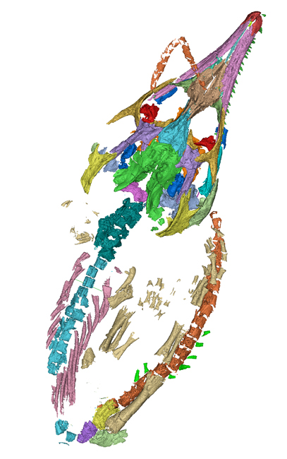 Computer generated model of the skeleton of a baby chorisodere.