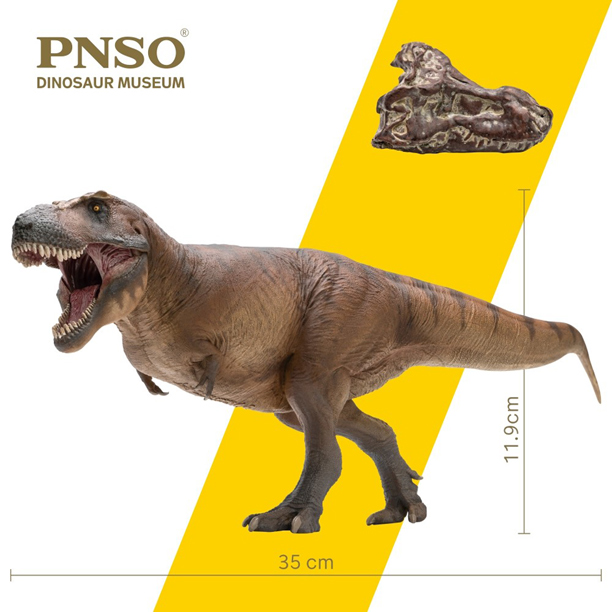 PNSO Cameron the Tyrannosaurus rex model measurements and skull replica.