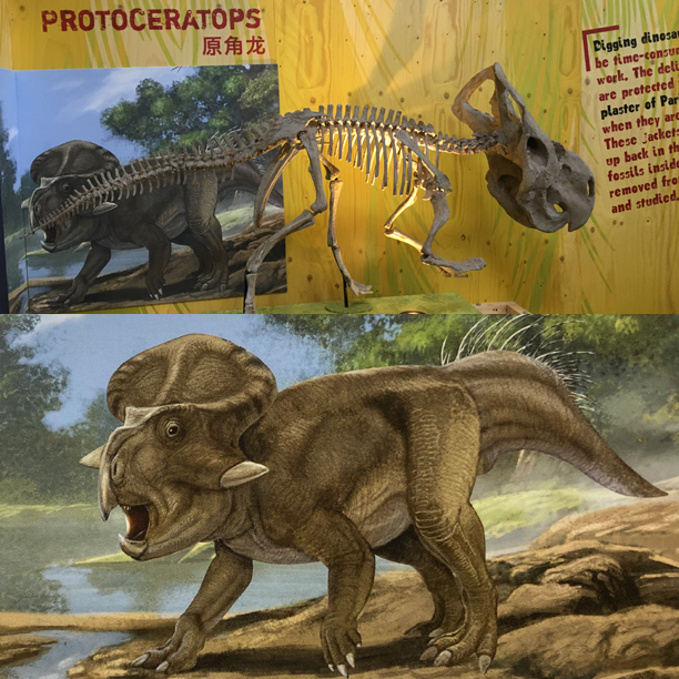 Faourite dinosaur is Protoceratops.