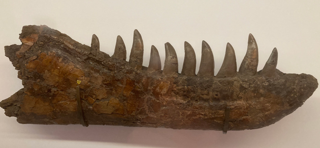 Daspletosaurus dentary.