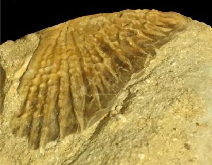 Sturgeon fossil scute.