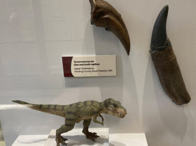 A Scientifically Accurate T. rex Model - Looking for Options