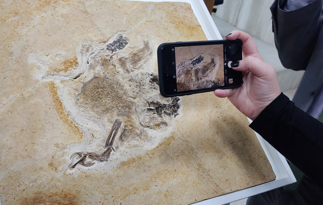 Photographing the Ubirajara fossil specimen (counter slab).