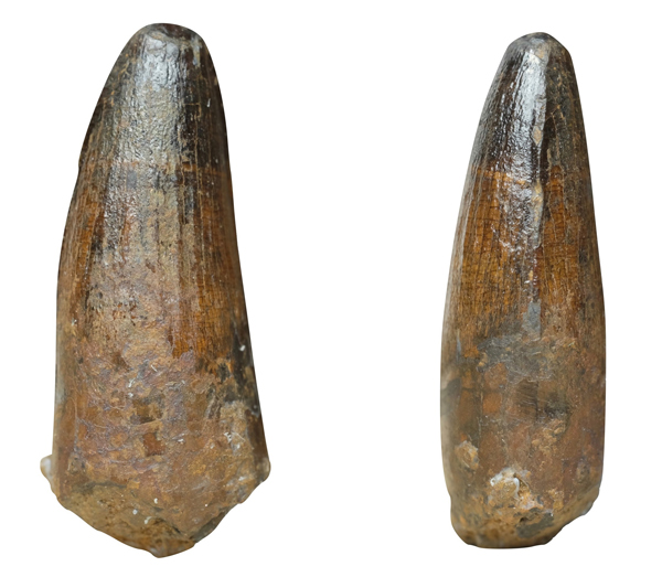 Spinosaurid tooth.