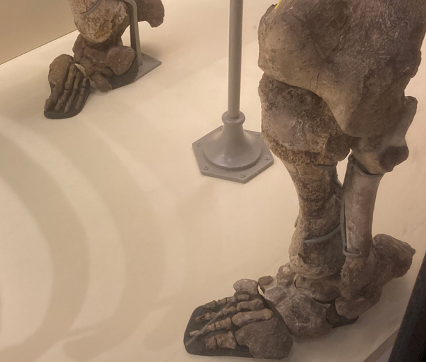 Diprotodon fossils - the hind feet.