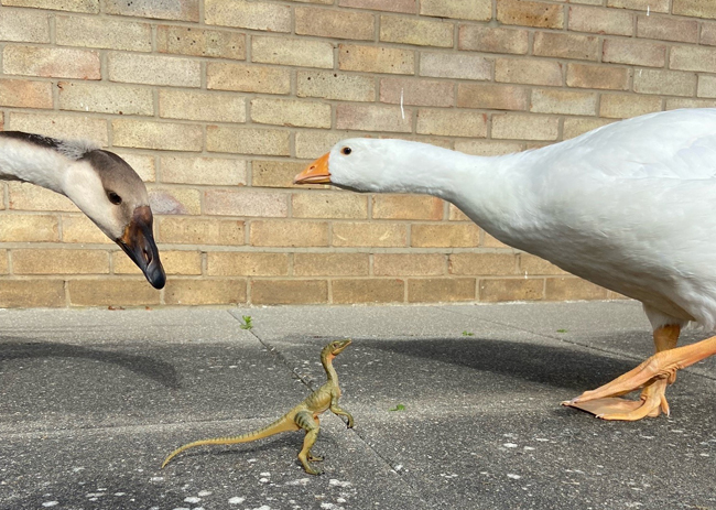 Goose meets a dinosaur.