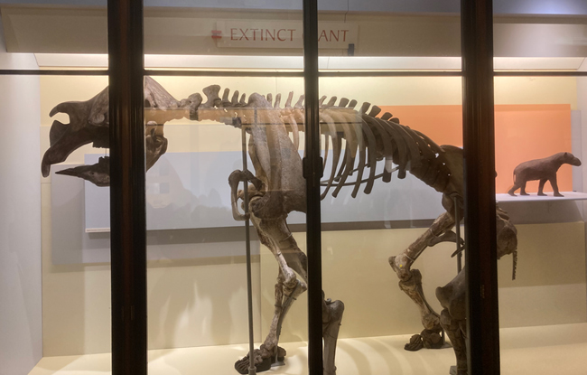 Diprotodon fossils - the skeleton.