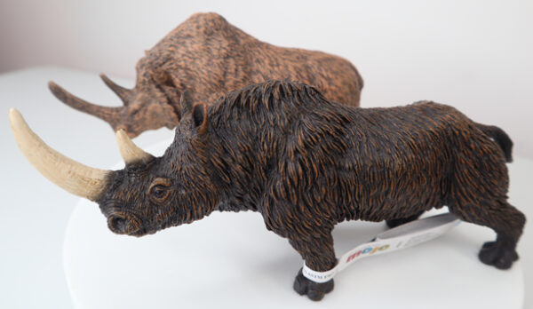 A Pair of Woolly Rhino Models on a Turntable