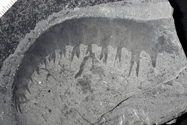 A fossilised Anomalocaris appendage.
