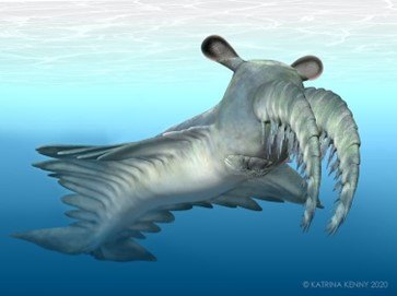 An Anomalocaris canadensis illustration.