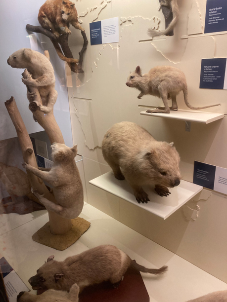 Extant marsupials