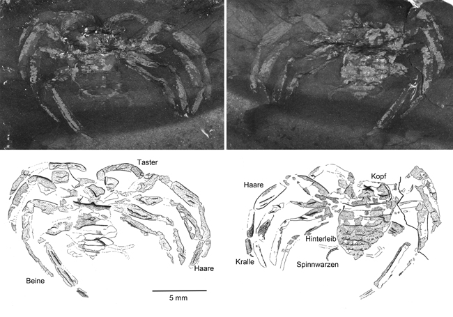 Arthrolycosa wolterbeeki fossils and line drawings