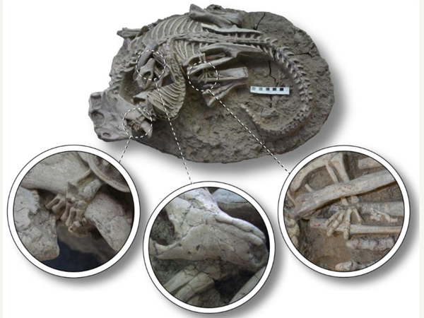Entangled Psittacosaurus and Repenomamus skeletons.