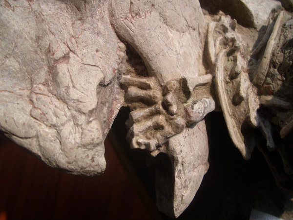 Detail of the fossil showing the left hand of Repenomamus wrapped around the lower jaw of Psittacosaurus.