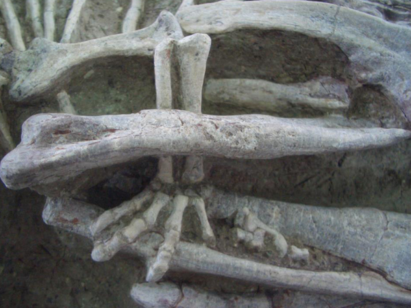 Detail of fossil showing the left hind foot of Repenomamus gripping the left lower leg of Psittacosaurus.