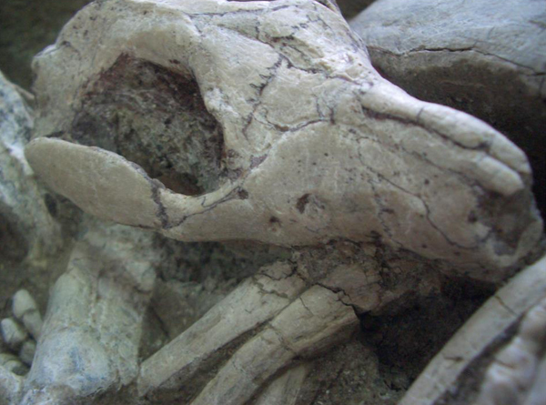 Detail of fossil showing Repenomamus biting the ribs of Psittacosaurus.