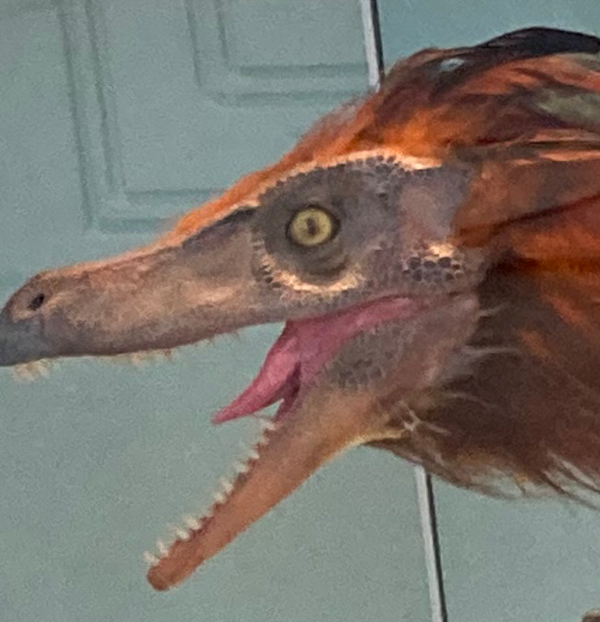 Encountering a life-size Velociraptor replica. A close view of the head.