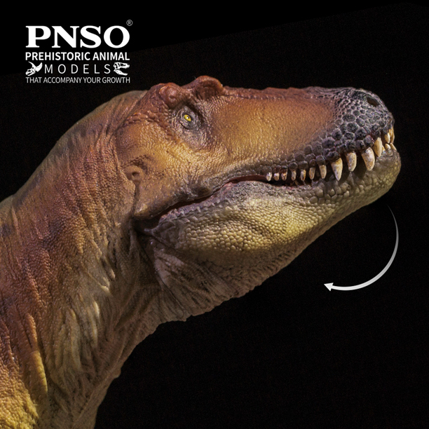 The robust head with an articulated lower jaw. The PNSO Keynes the Lythronax model.