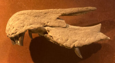 A Baryonyx Fossil Jaw is Photographed at a Museum