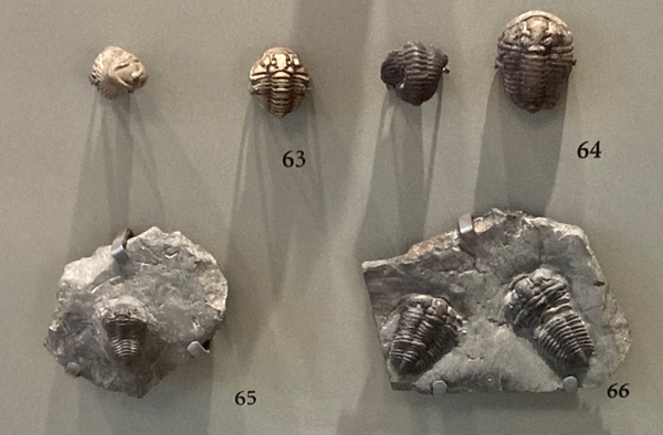 Calymene trilobites on display.