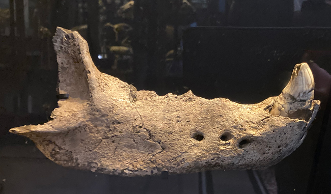 cave bear lower jaw