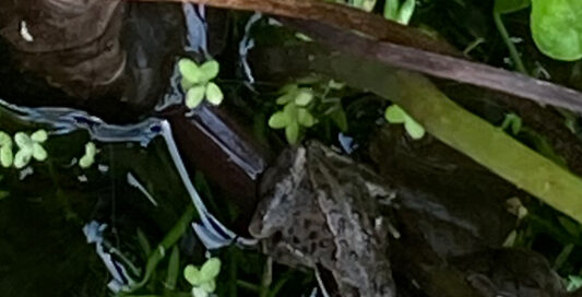 Common frog in the office pond.
