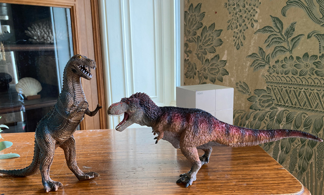 Comparing T. rex figures for the tyrannosaur's feathers book launch.