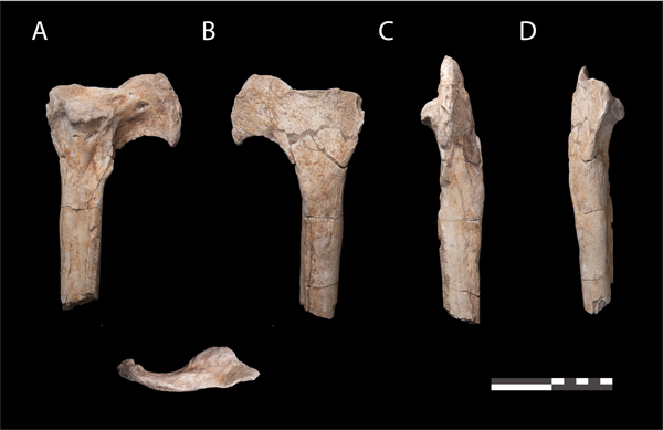 The partial abelisaurid tibia from Morocco.
